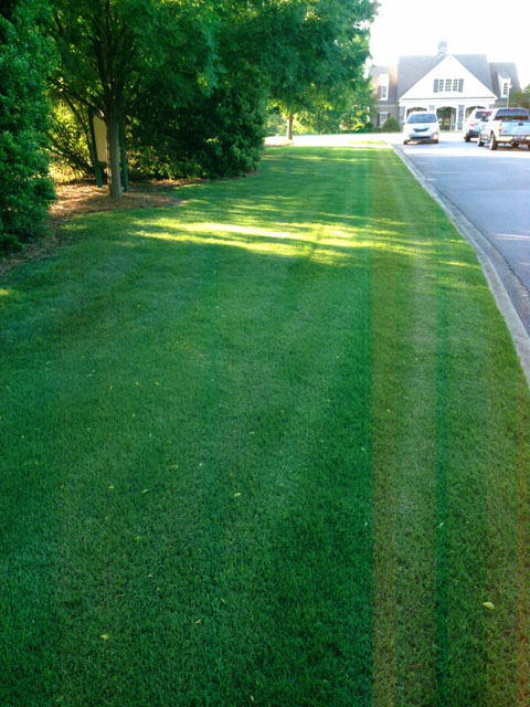 freshly cut grass along street